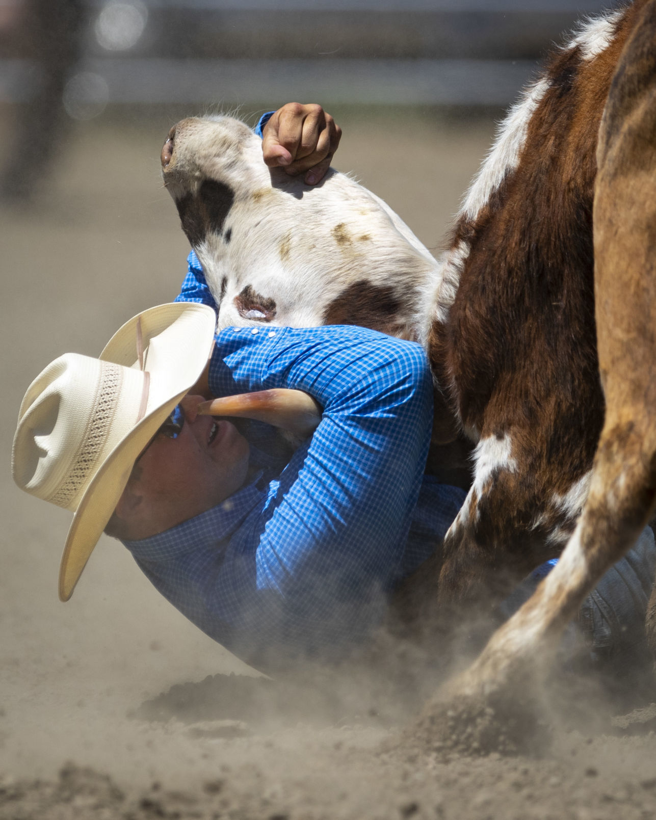 Rodeo Roundup